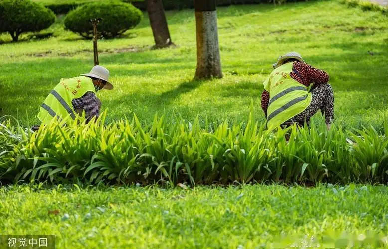 綠化工程含多久養(yǎng)護(hù)