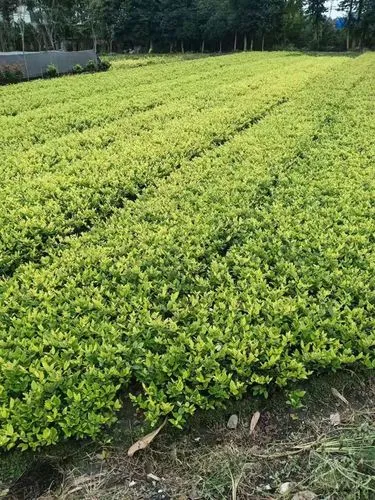 樺甸綠化樹苗批發市場在哪兒