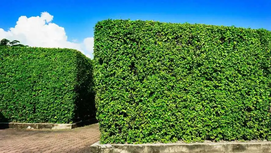 綠化工程草坪結(jié)算清單模板