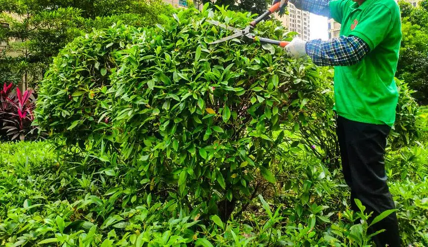單縣老韋莊綠化工程